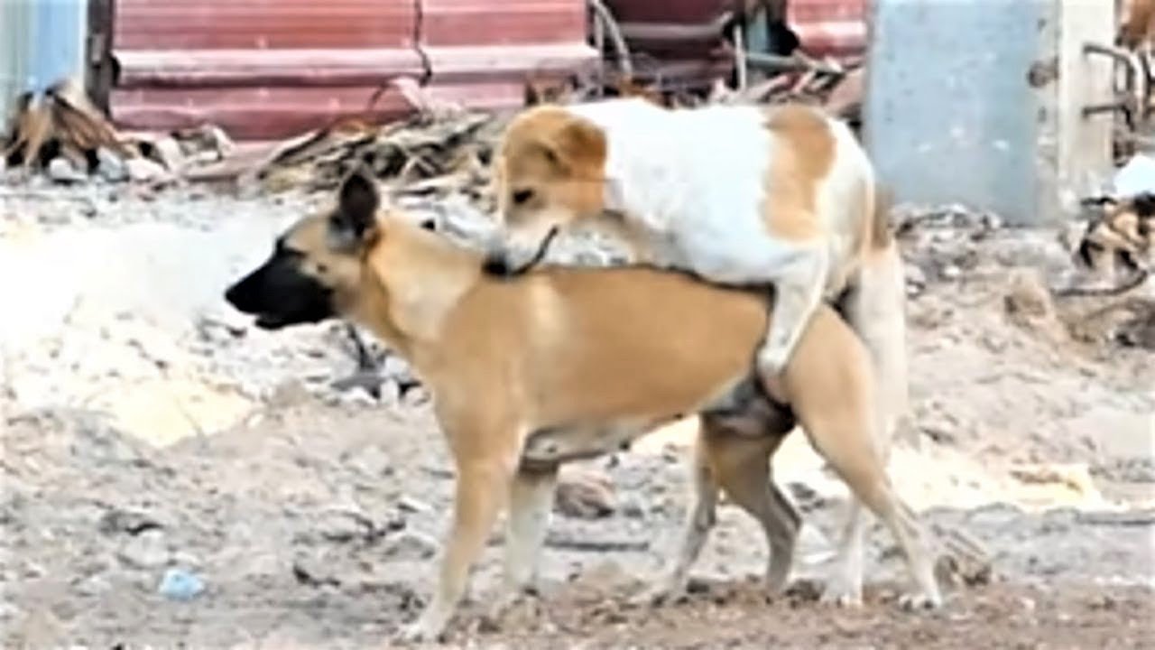 First Female dog in the village V s Germen Shepherd, village dog ...