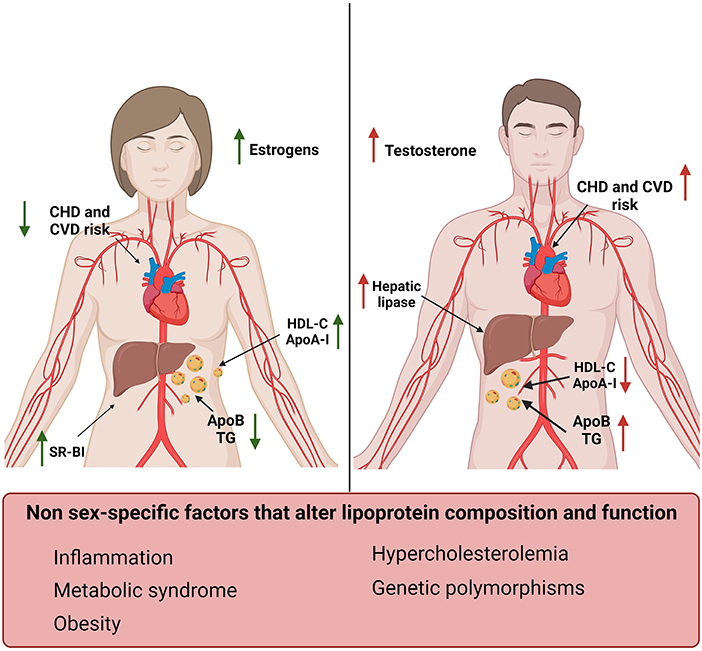 Frontiers | Crosstalk between high-density lipoproteins and ...