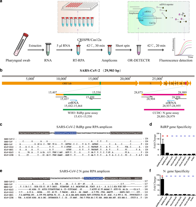 One-tube SARS-CoV-2 detection platform based on RT-RPA and CRISPR ...