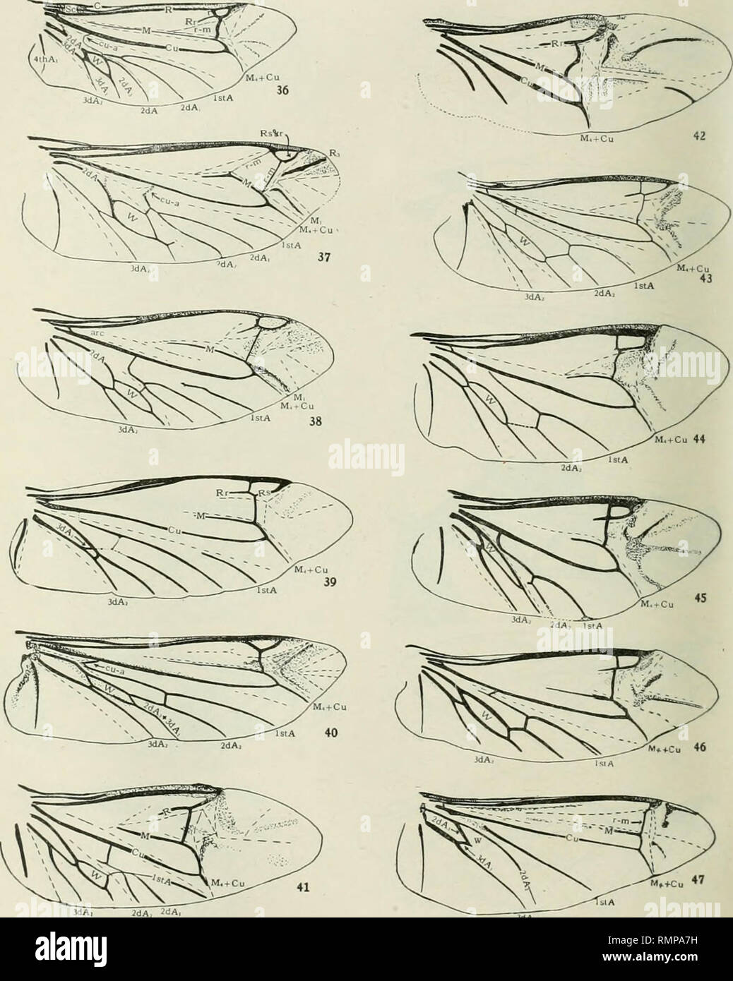 Annals. Entomology. Annals E. S. A. Vol. XV. Plate XXXIH ...