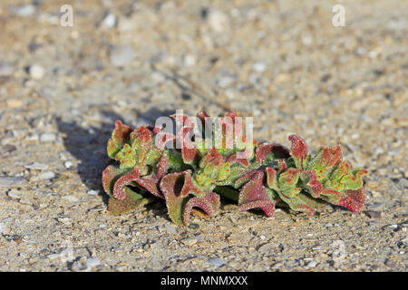 Red flowers blooming in dry land, chilean coast Stock Photo - Alamy