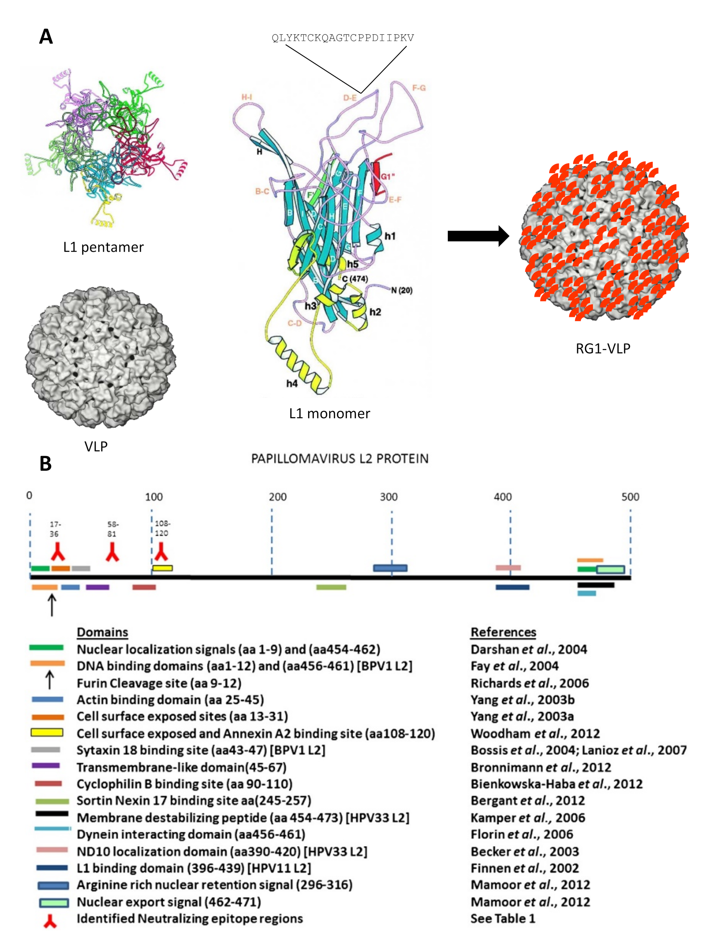 JCM | Free Full-Text | RG1-VLP and Other L2-Based, Broad-Spectrum ...