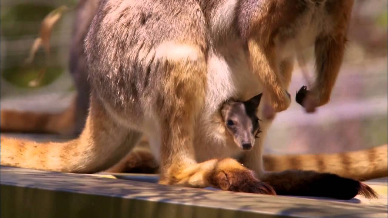 Sex in the Wild: Kangaroos PREVIEW - YouTube