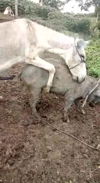 Donkey fucks pig