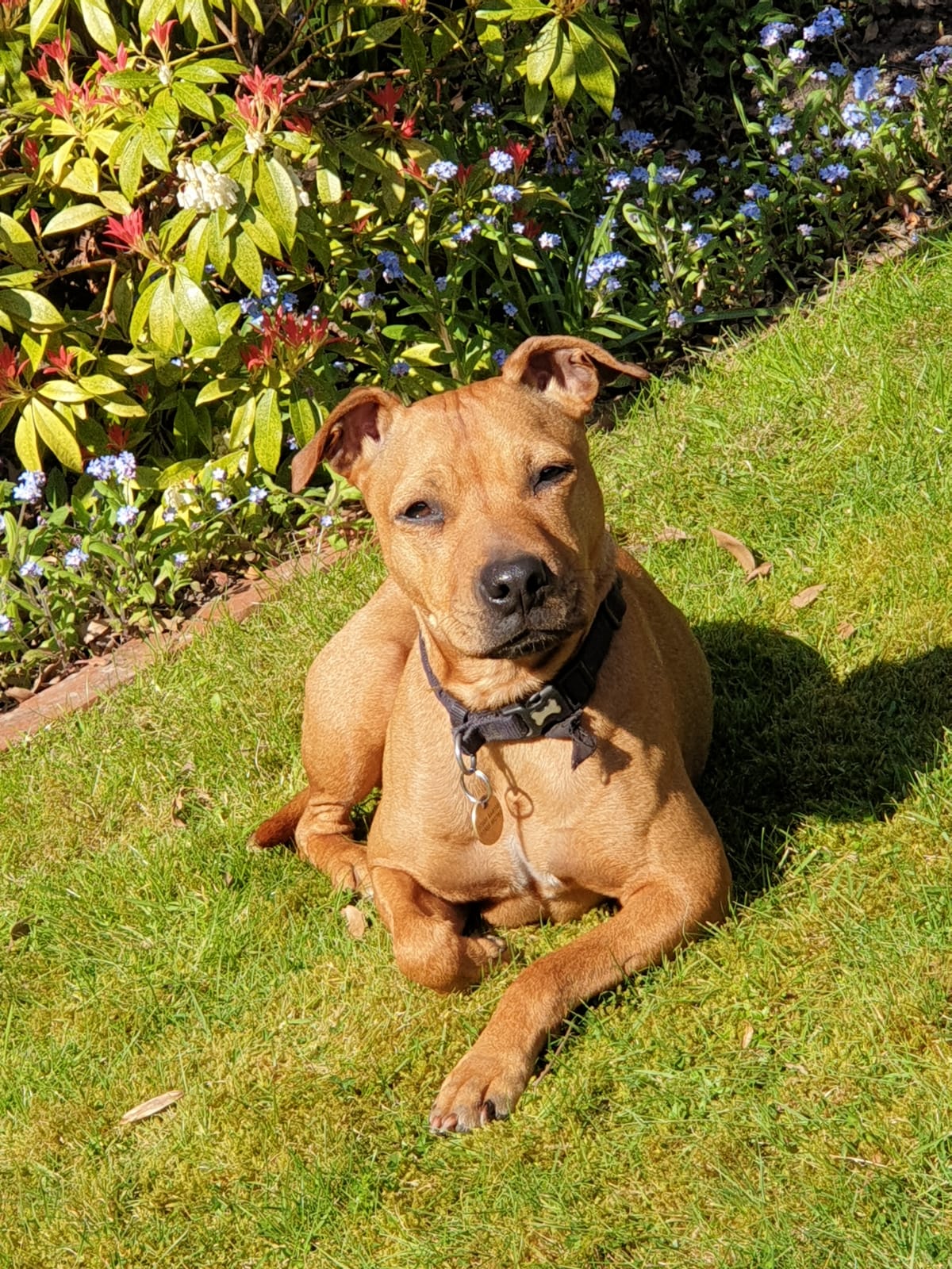 My Staffy x Patterdale terrier enjoying the sun : r/aww