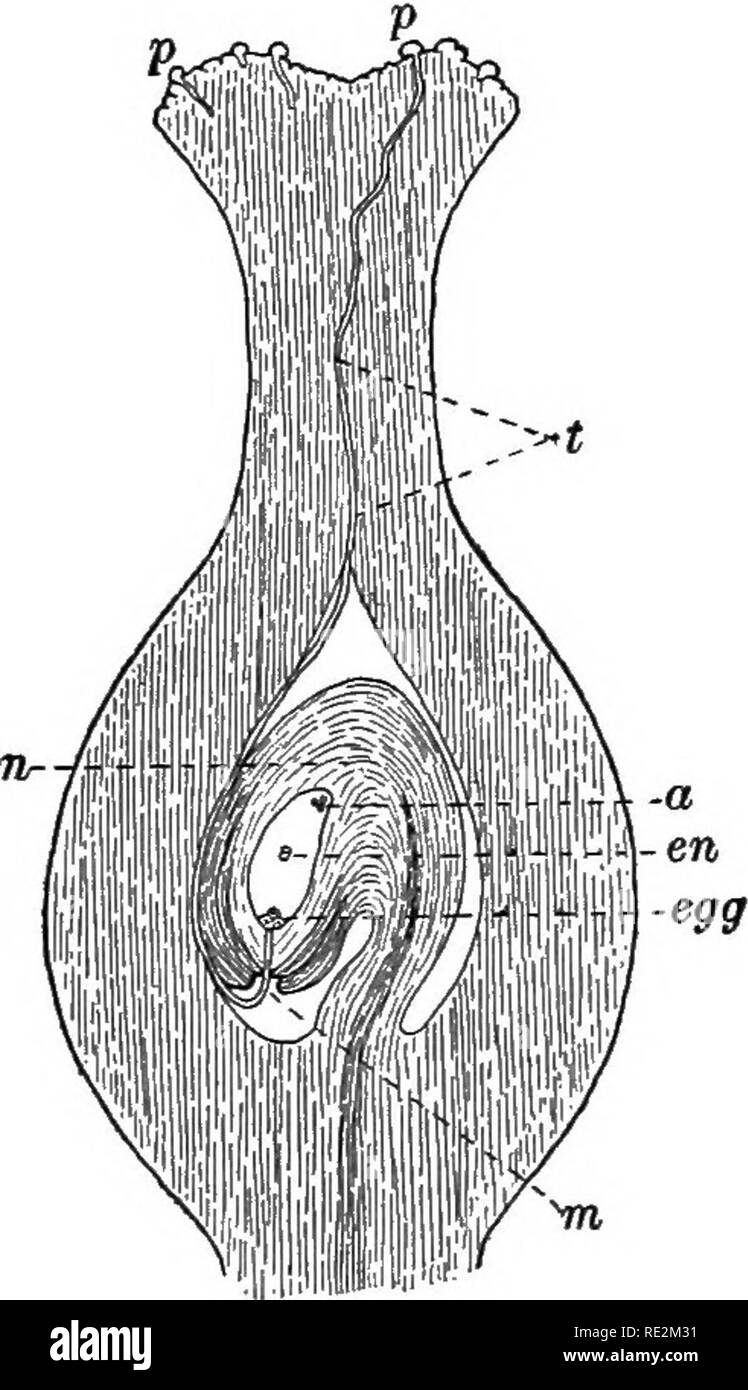 Practical botany. Botany. Fig. 108. Pollen grains produc- ing ...