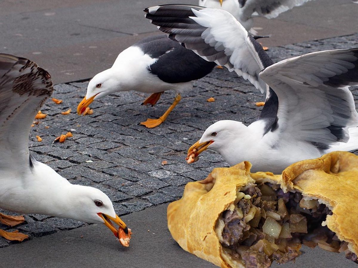 Britain's fat seagull population at risk from eating too many ...