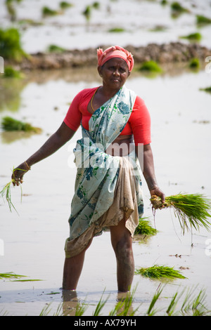 A peasant working in paddy fields hi-res stock photography and ...