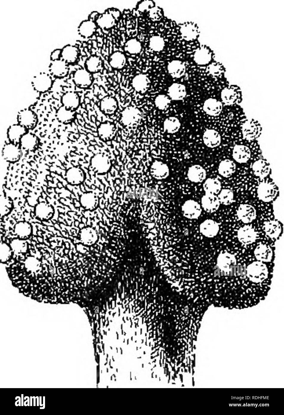 Foundations of botany. Botany; Botany. FERTILIZATION 213 watch ...