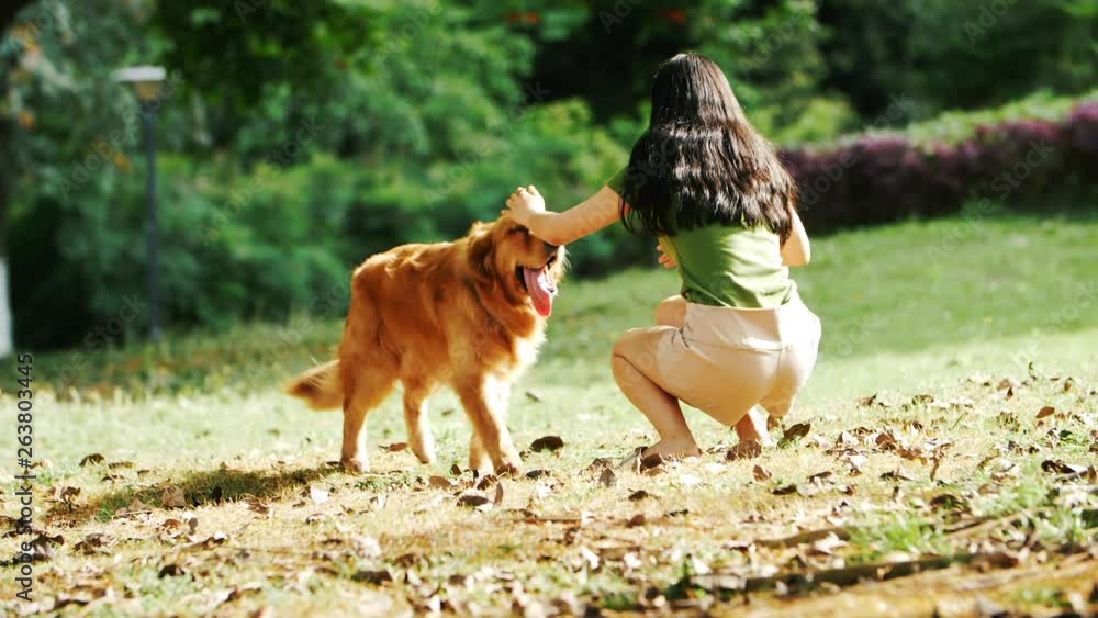 lovely Golden retriever dog running to sexy young Asian woman ...
