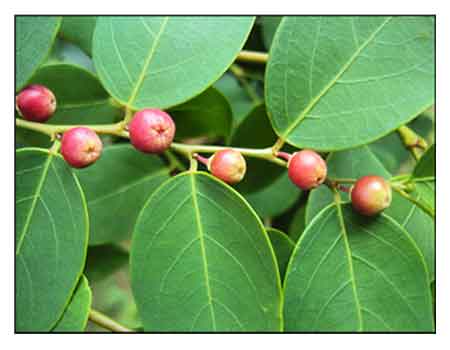 Matang-hipon, Breynia rhamnoides, vitis-idaea, INDIAN SNOWBERRY ...