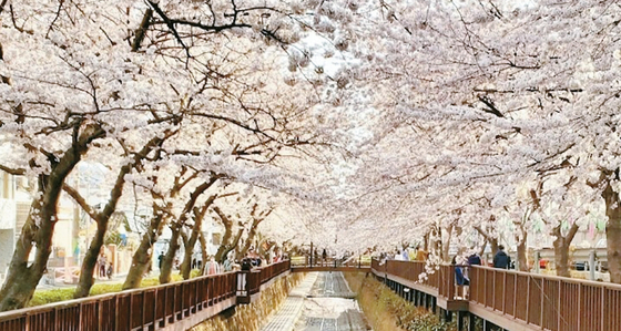 투어멘토 박평식의 여행 이야기] 한국은 지금 봄·벚꽃·핑크빛