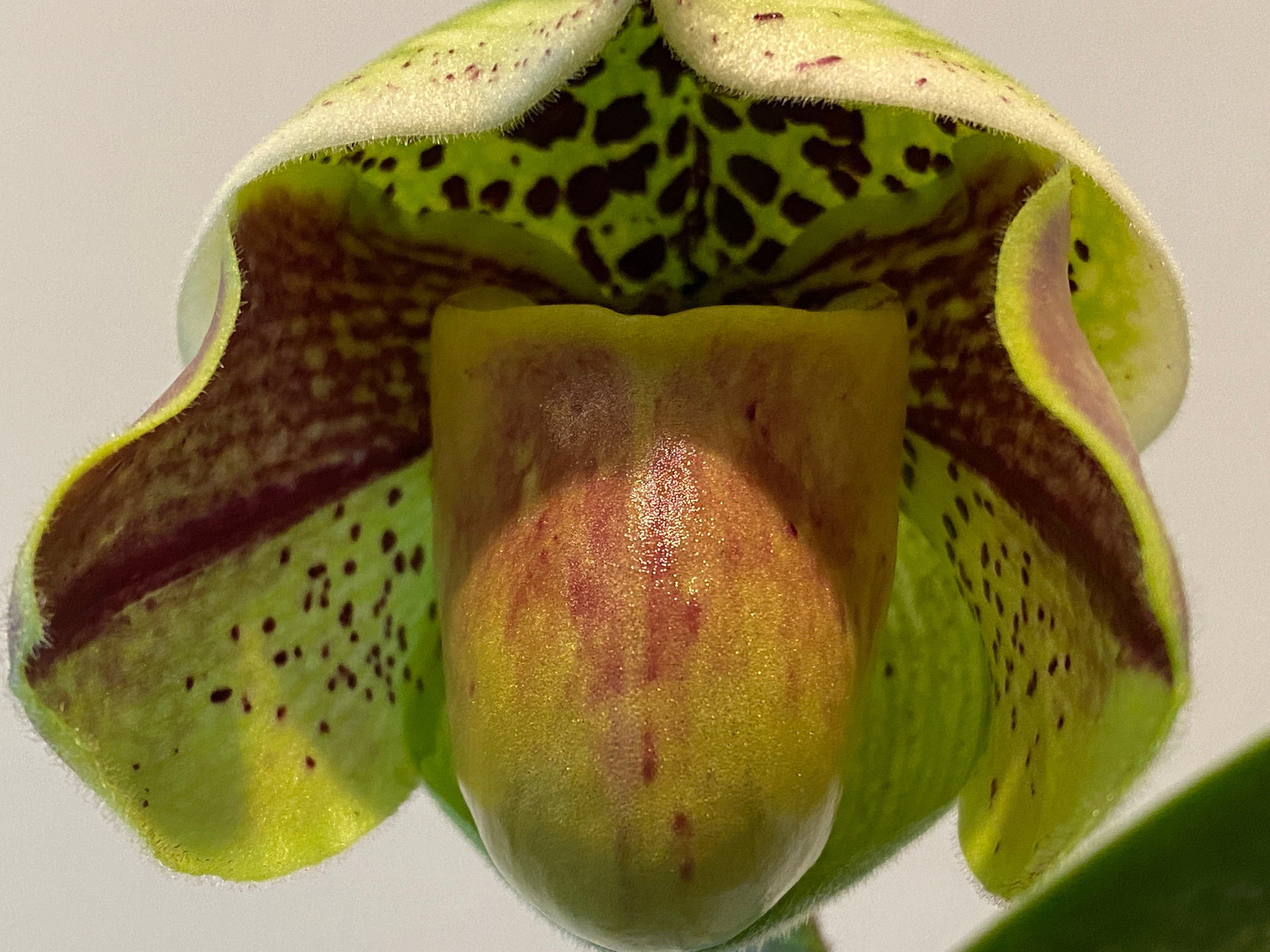 In Spike Paph. love Potion X Hamshire Brand 1-09 X Kinzua - Etsy