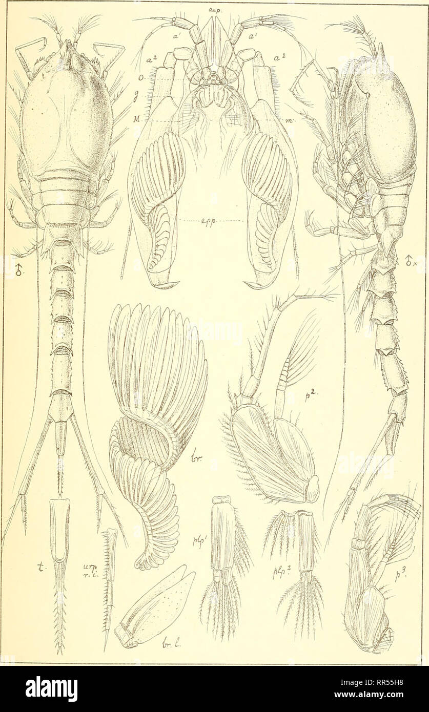 An account of the Crustacea of Norway, with short descriptions and ...