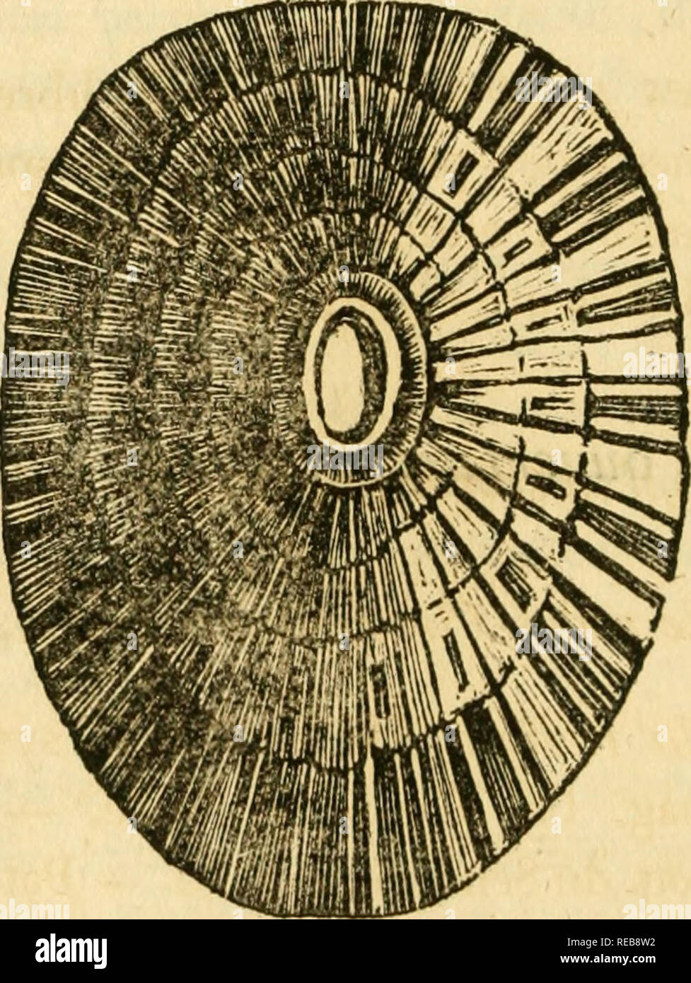 Conchyliologie systÃ©matique, et classification mÃ©thodique des ...