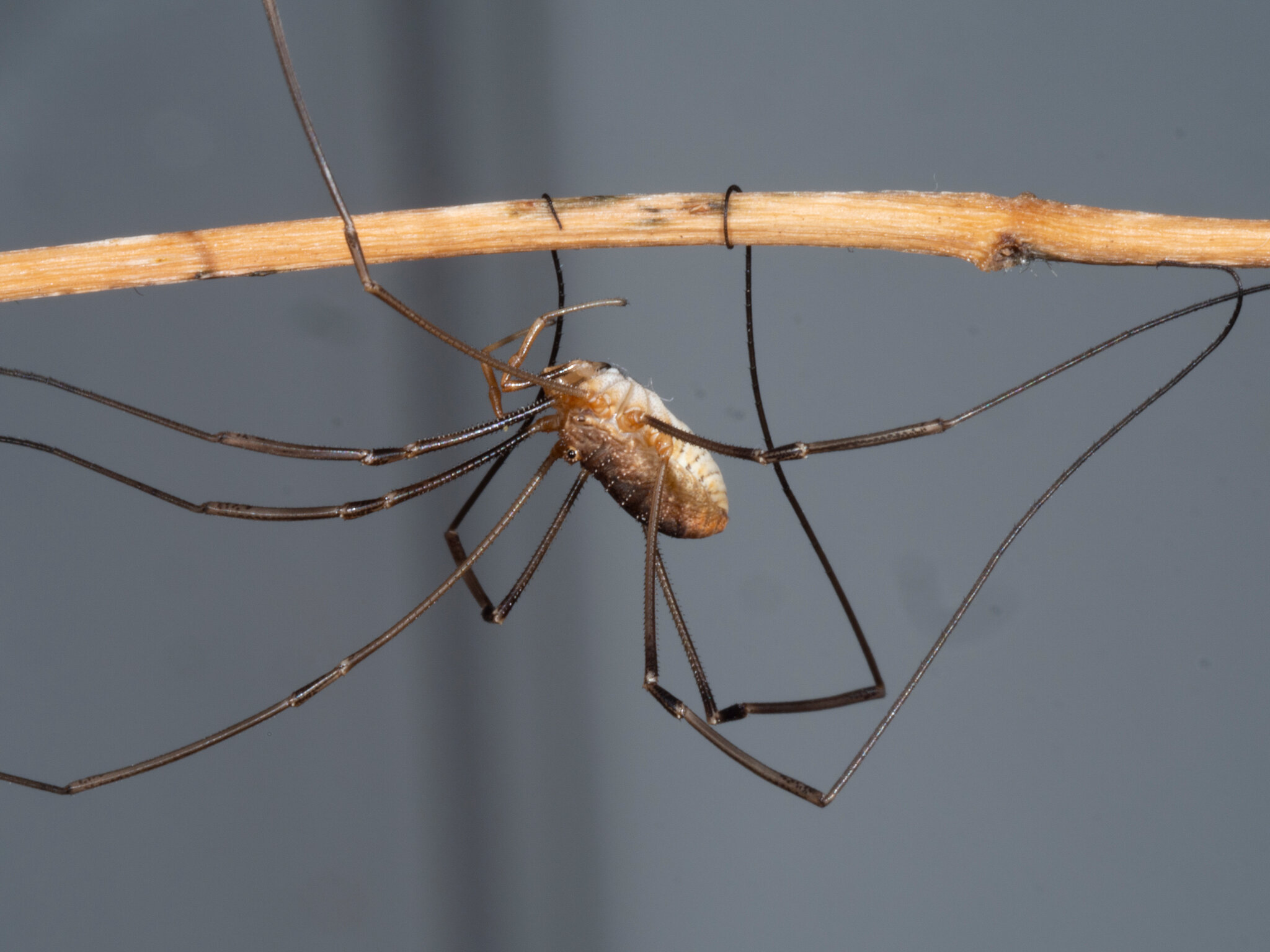 How a Daddy Long Legs Harvestman Grows Such Strange Legs - The New ...