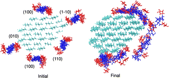 Erratum to: Molecular dynamics simulation study of xyloglucan ...