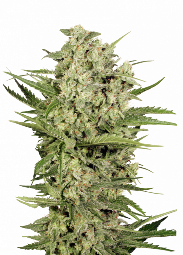 XXX 420 Cannabis Seeds – Royal King Seeds - Feminized ...