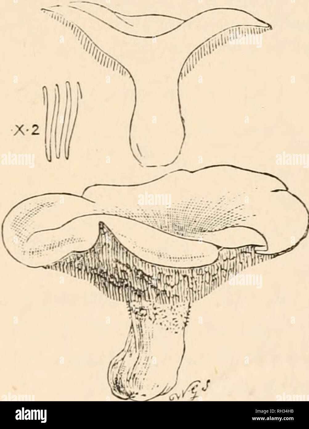 British fungi (hymenomycetes). Basidiomycetes; Fungi -- Great ...