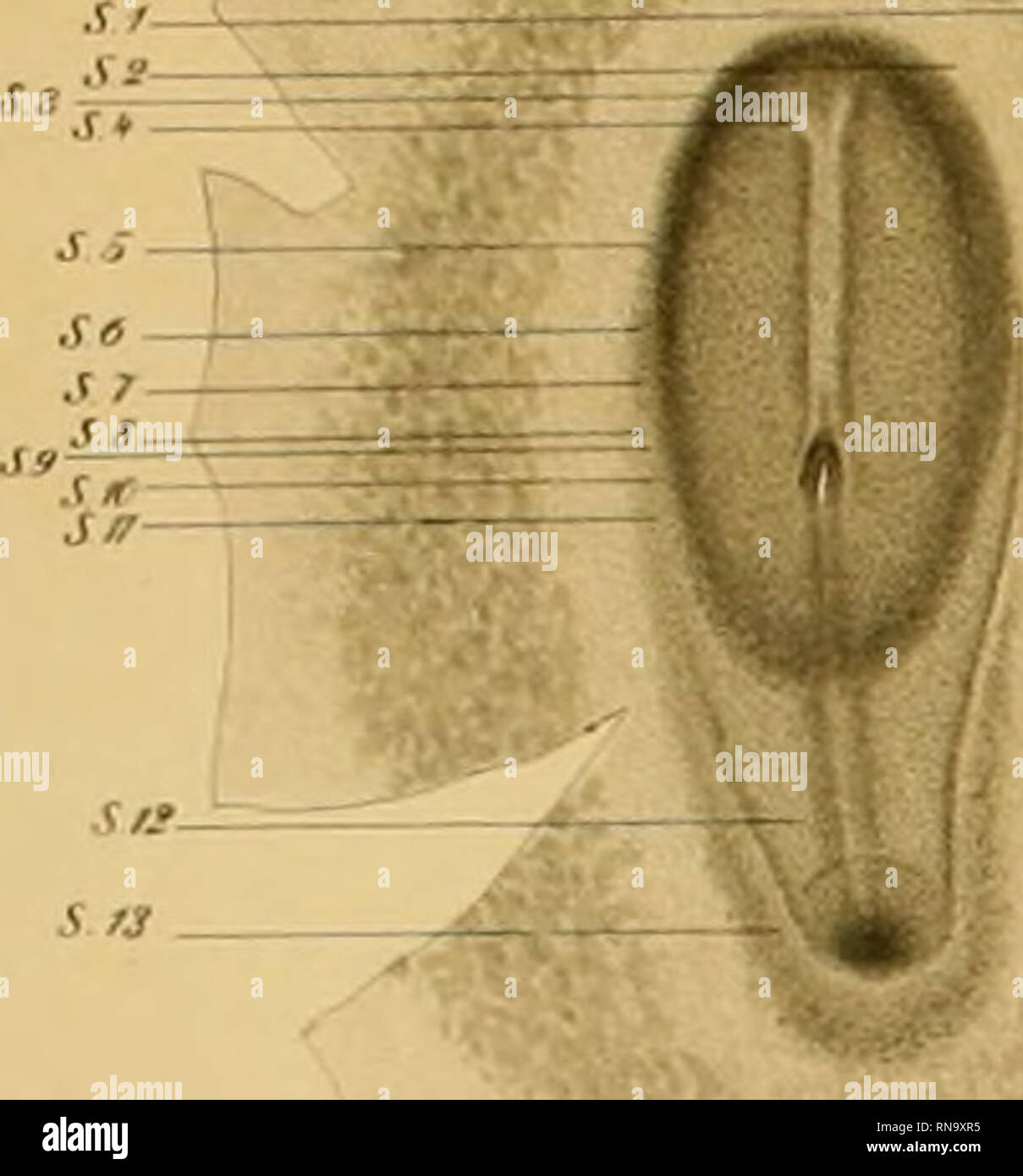 Anatomische Hefte. Anatomisclie Hefte lAth^iliinji Heft XXVm.XXXiS ...