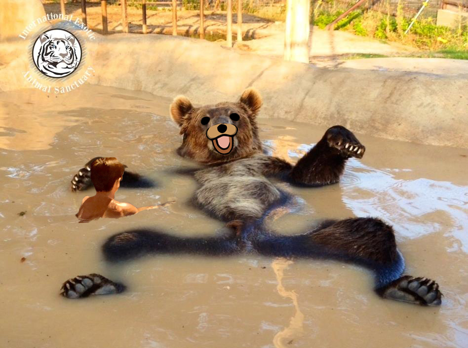 This bear... : r/photoshopbattles