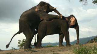 ELEPHANT MATING WITH FEMALE - Elephant Mate/ Breading Video - YouTube