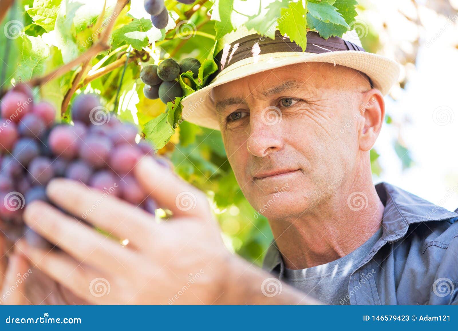 Hombre Del Winemaker En Uvas De Examen Del Sombrero De Paja Imagen ...