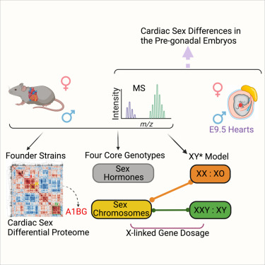 Cardiac proteomics reveals sex chromosome-dependent differences ...