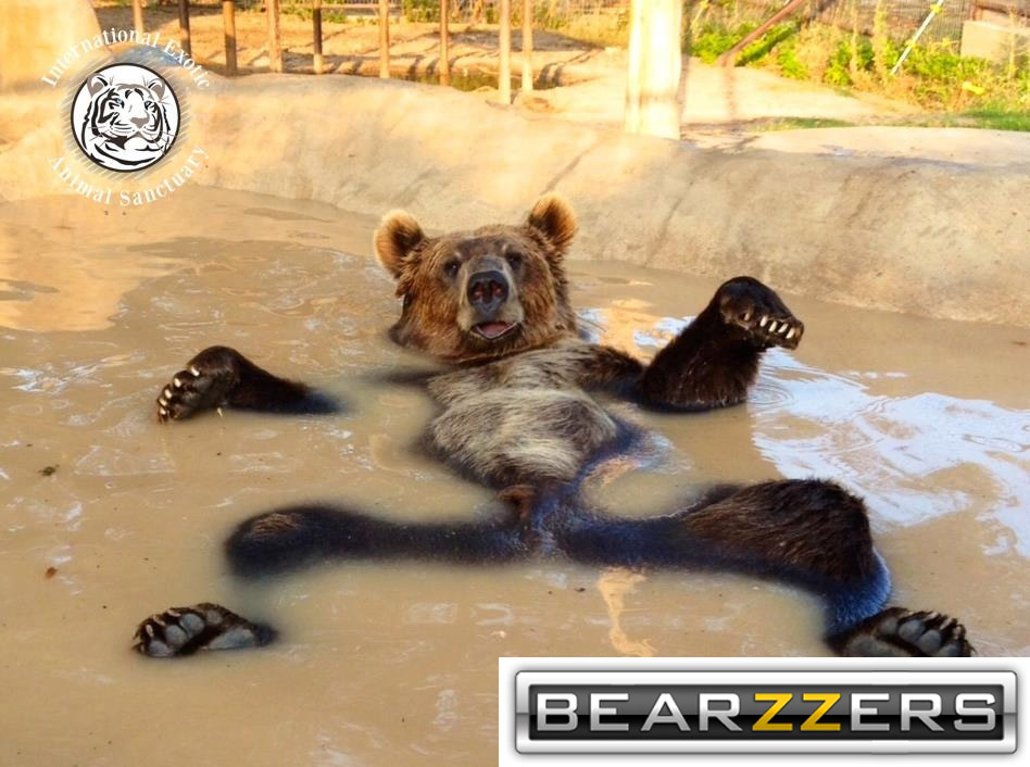 Bearzzers : r/funny