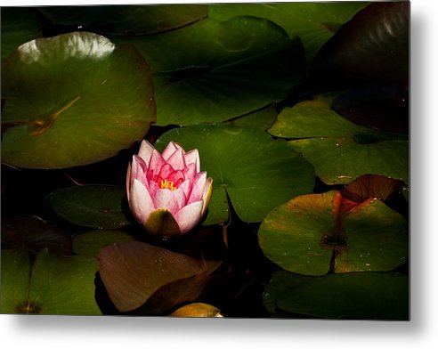 Water Lily KAxxx Metal Print by Yoshiki Nakamura - Fine Art America