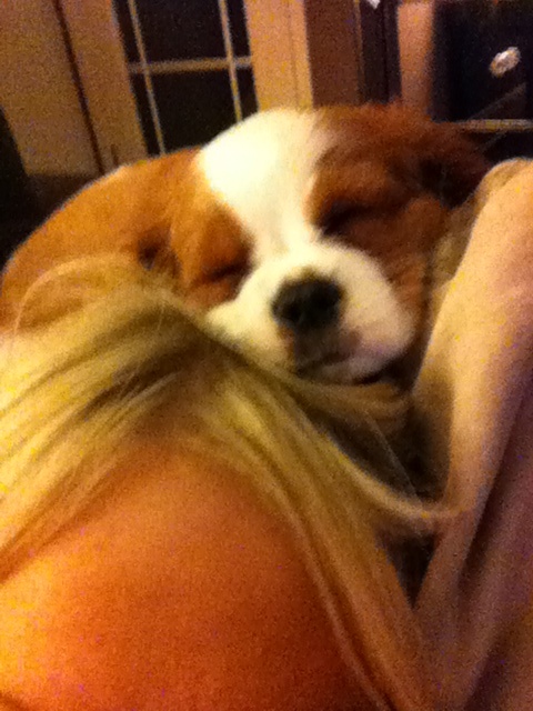 Sleeping on your head zzzzzzxxx | King charles spaniel, Cavalier ...