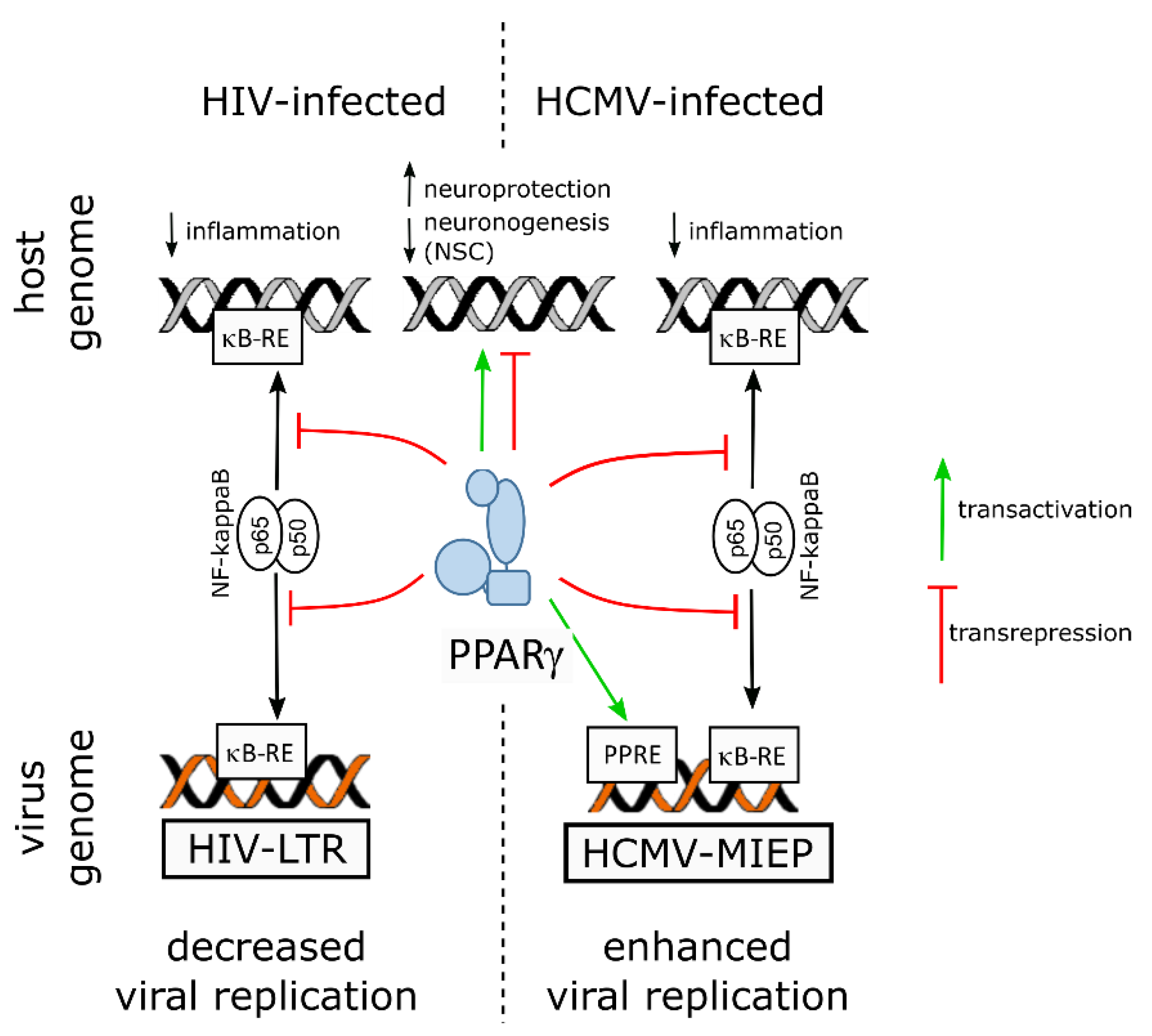 IJMS | Free Full-Text | PPAR Gamma and Viral Infections of the Brain