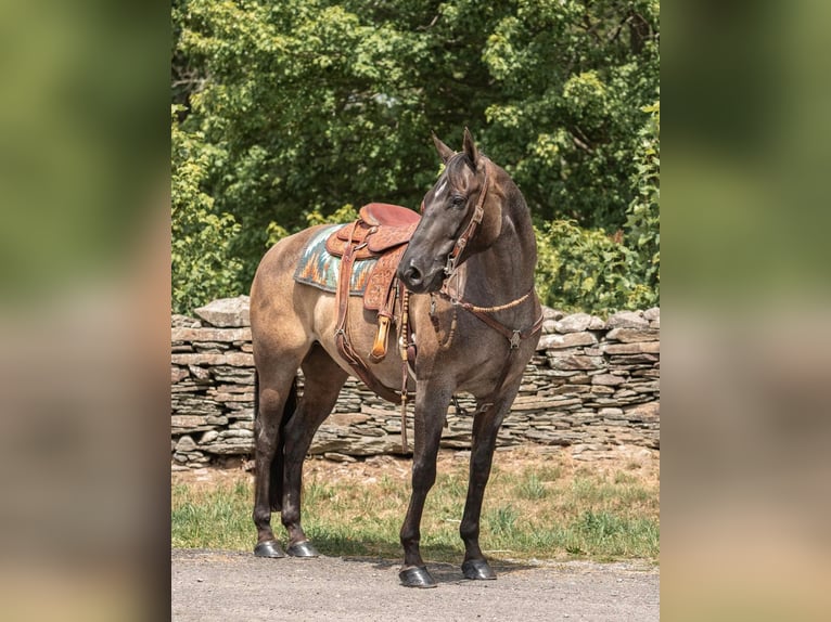 Azteca Gelding 14 years 15,2 hh Grullo in Everett PA