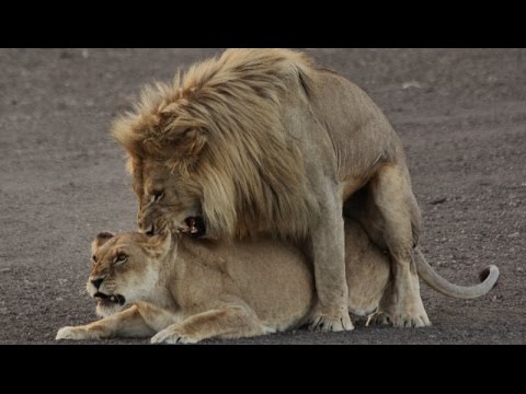 LION SEXY TIME - YouTube