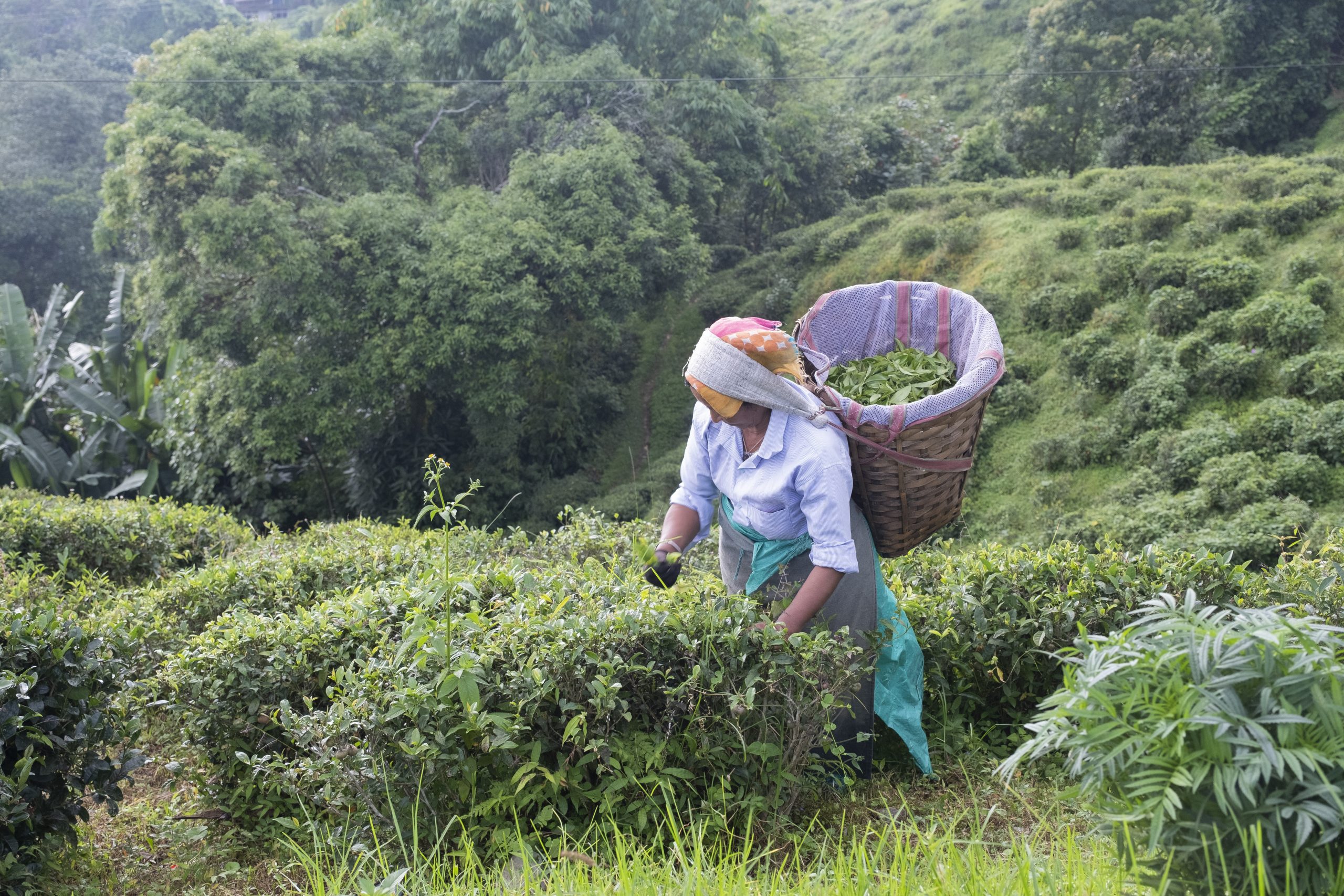 Why Climate Impact On Tea Yield Is Making Women Workers Sick ...