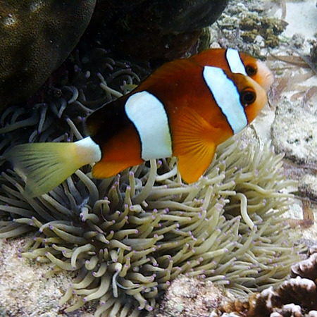 Clown Fish - Picture of Shangri-La Mactan, Cebu, Mactan Island ...