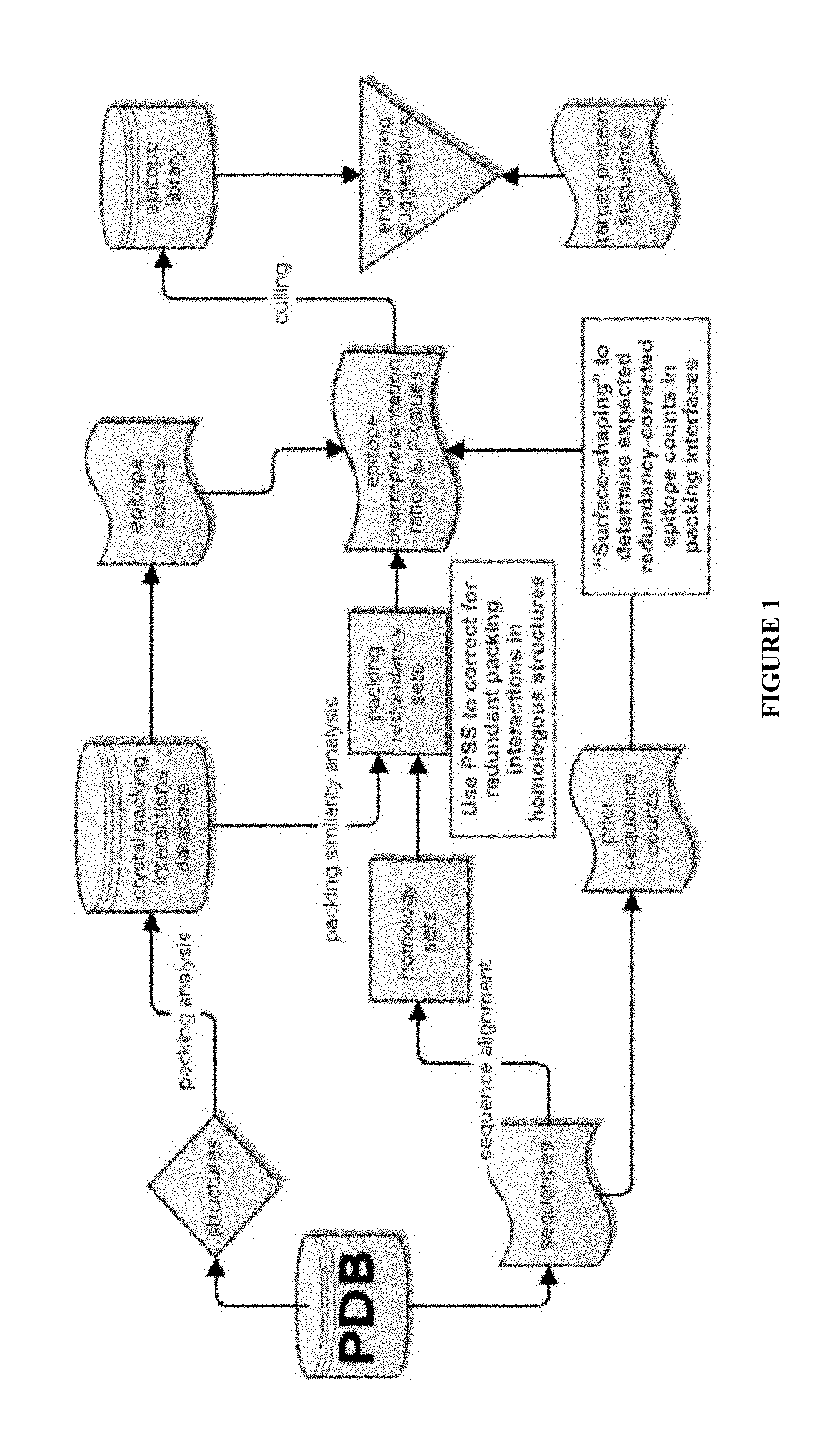 US10294266B2 - Engineering surface epitopes to improve protein ...