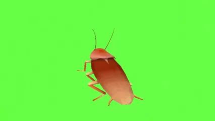 Dancing Cockroach Meme Greenscreen.mp4 watch online or download