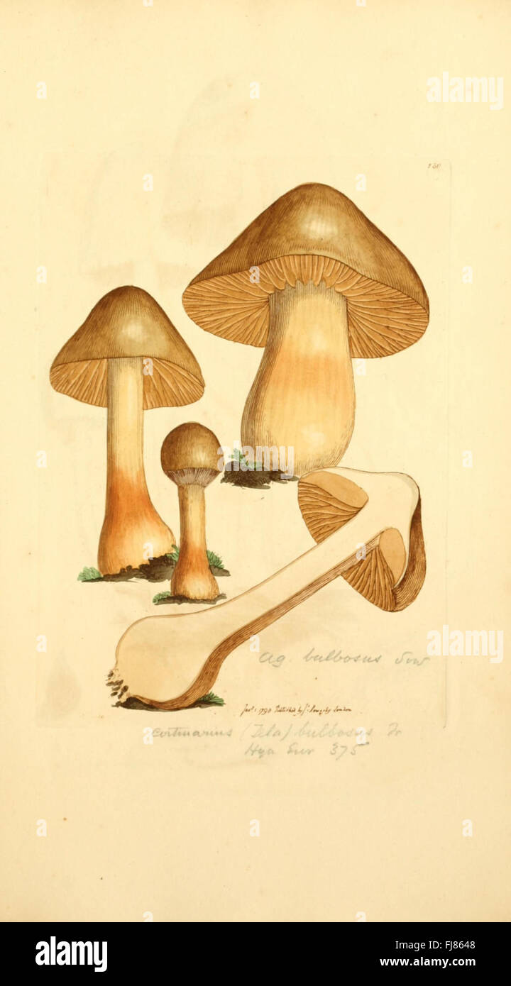 Coloured figures of English fungi or mushrooms (Tab. CXXX Stock ...