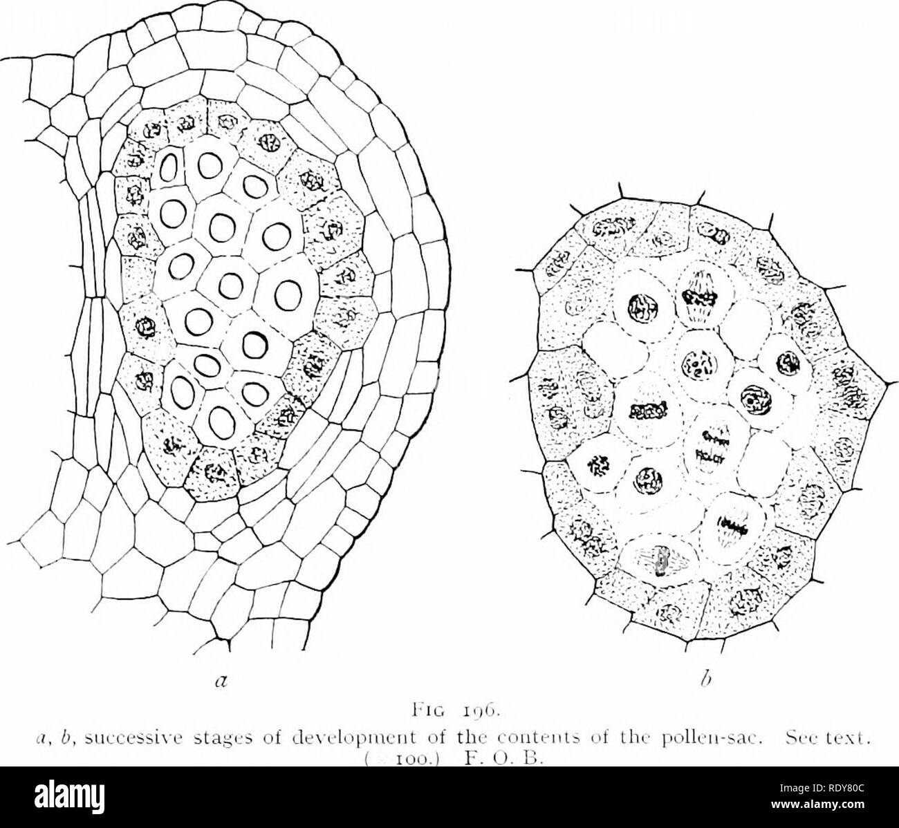 Botany of the living plant. Botany. THK STAMKN AND P(J1,LEN-SAC ...