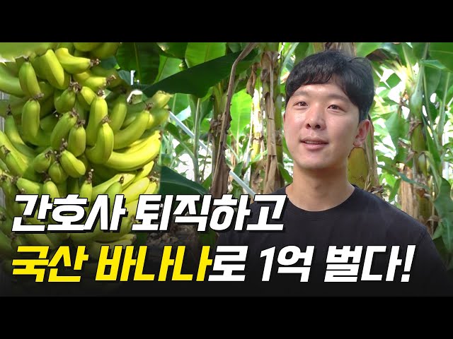 전직 간호사 퇴직 후 국산 무농약 바나나로 1억 벌다! 🍌 - YouTube