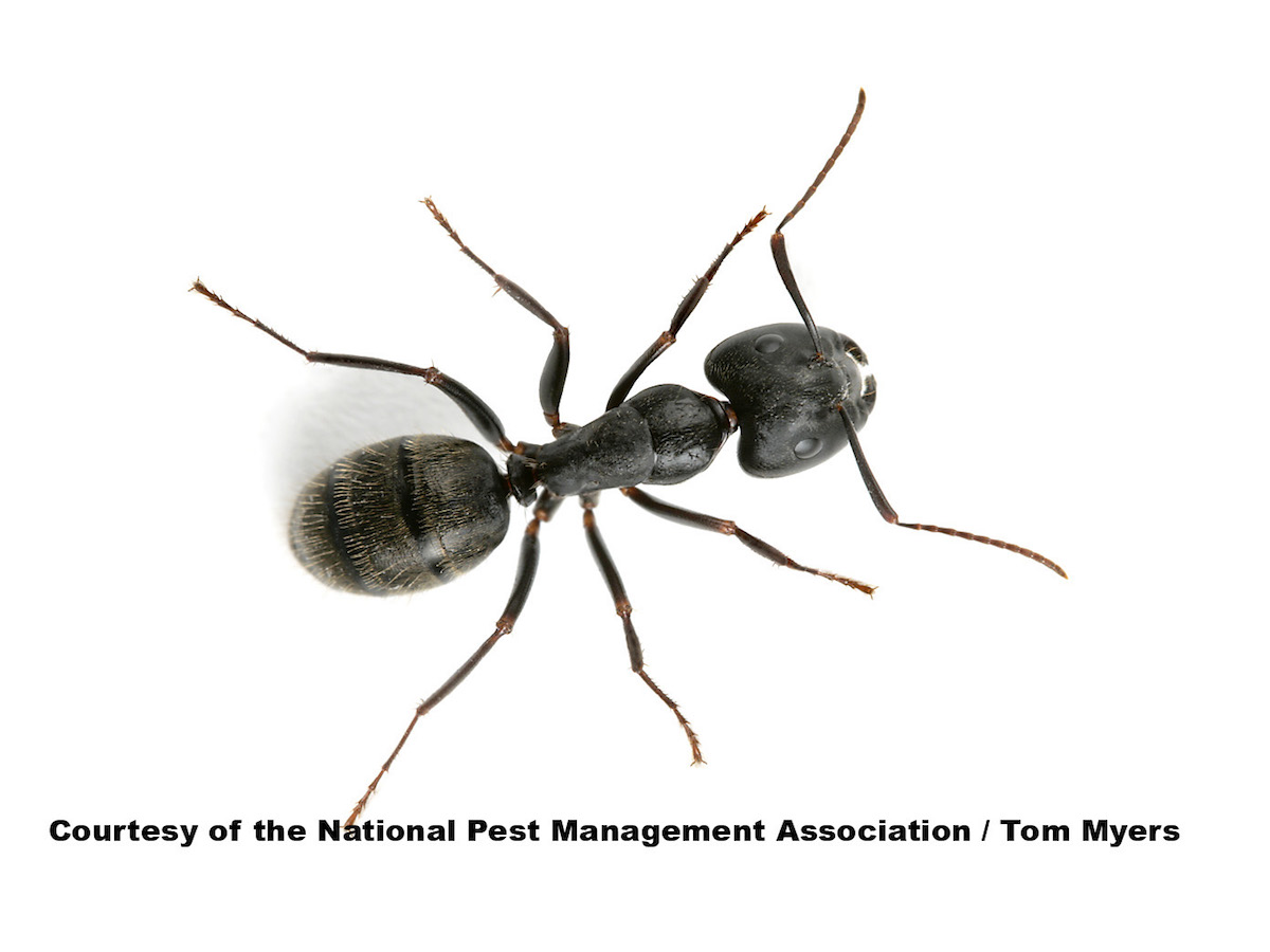 Signs of Carpenter Ants: How to Get Rid of Carpenter Ants