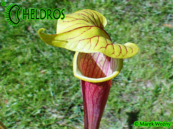 MK H26 Sarracenia flava Red tube x alata Red