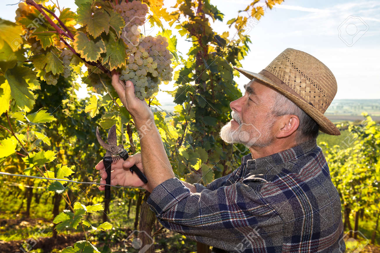 Vintner En El Sombrero De Paja De Examen De La Uva Durante La ...