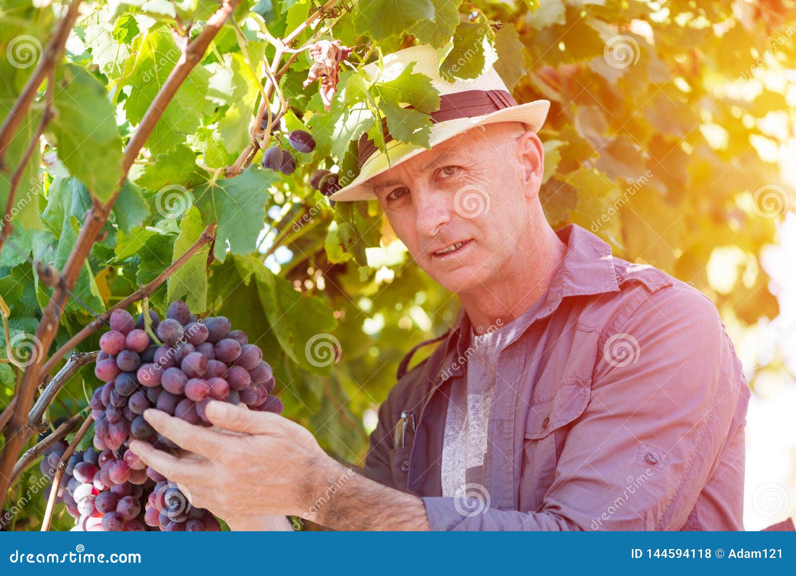 Hombre Del Winemaker En Uvas De Examen Del Sombrero De Paja Foto ...