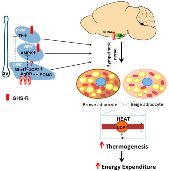 IJMS | Free Full-Text | Suppression of GHS-R in AgRP Neurons ...