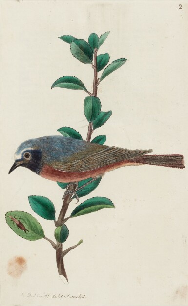 Robert Sweet | The British Warblers..., 1823 | The Library of Henry ...