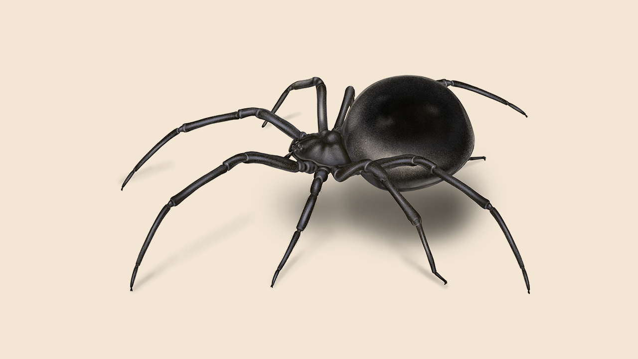 How to Identify Black Widow Spiders | Spider Facts | Orkin