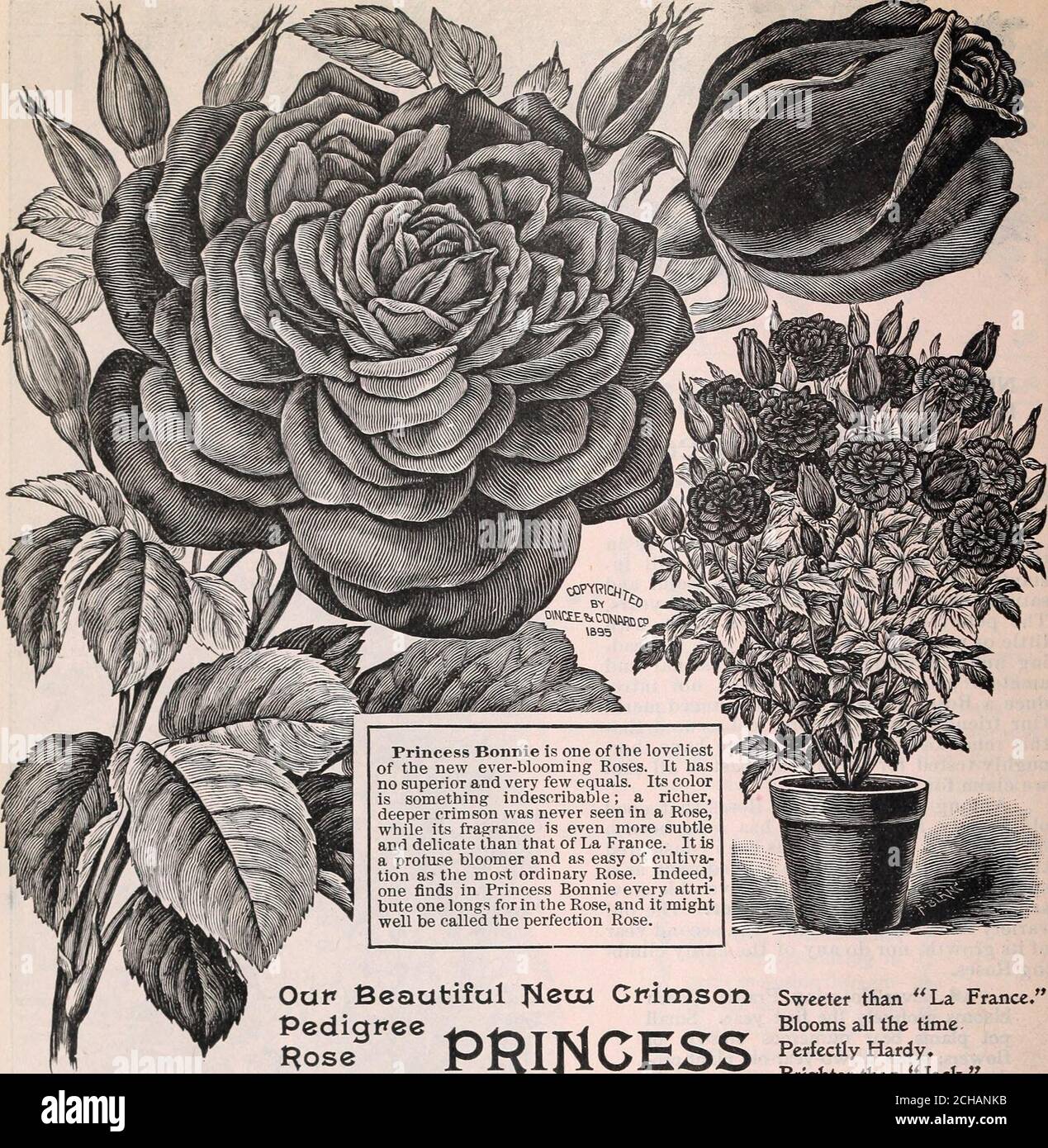 Our new guide to rose culture : 1898 . Price: Strong 3=inch=pot ...