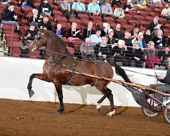 2020 Superior Morgan Sale - Friday Evening - 3 Stallions VVV WWW ...